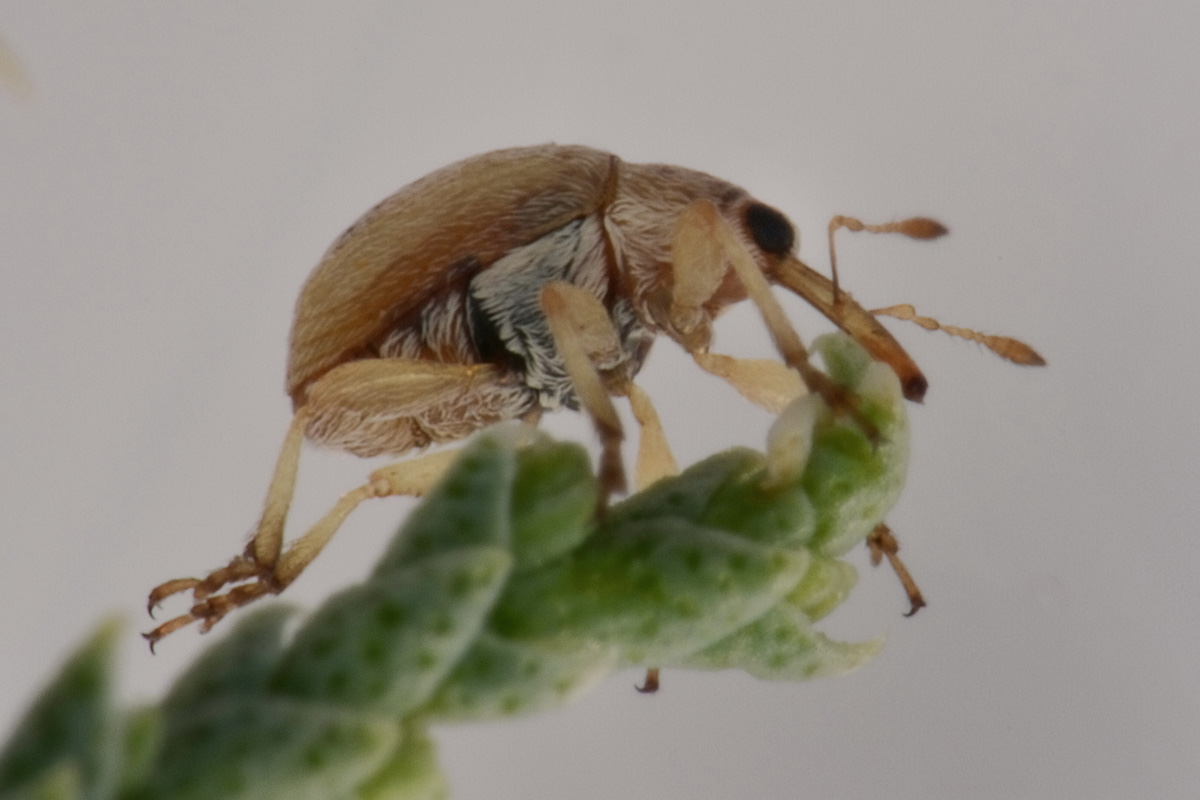 Nanophyidae:  Corimalia sp?   No,  Allomalia quadrivirgata